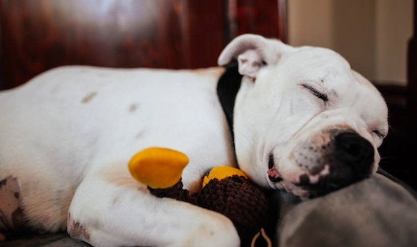 狗流感症狀 狗流感症狀