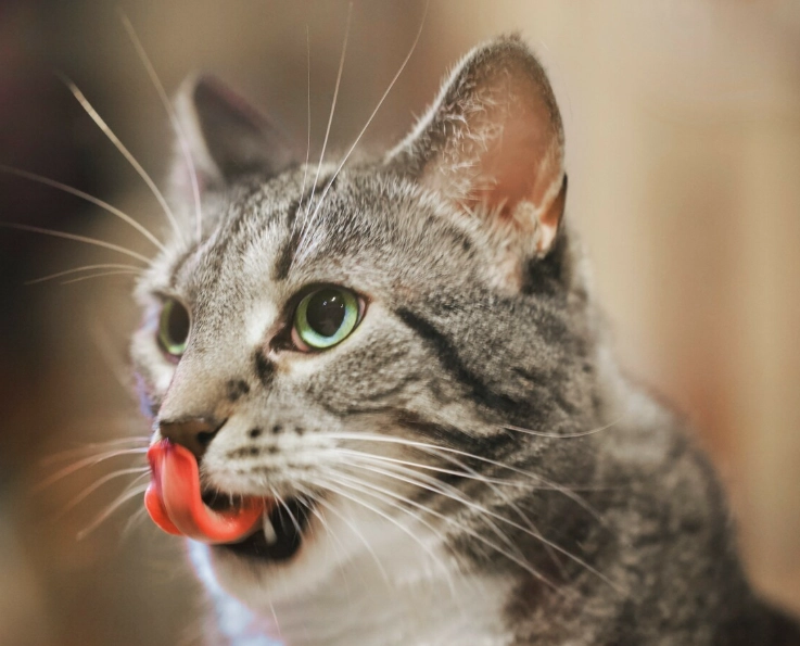 貓咪吐舌頭喘氣是熱過頭？獸醫教你判斷與緊急降溫處理