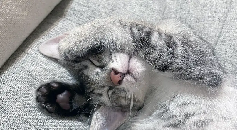 貓咪打疫苗注意事項