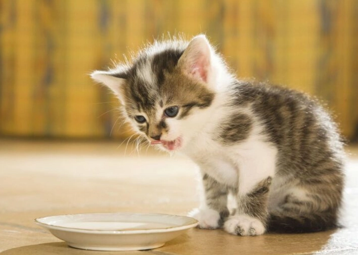幼貓幾個月換成貓飼料
