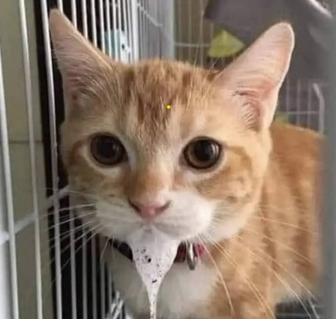 貓咪睡覺流口水原因