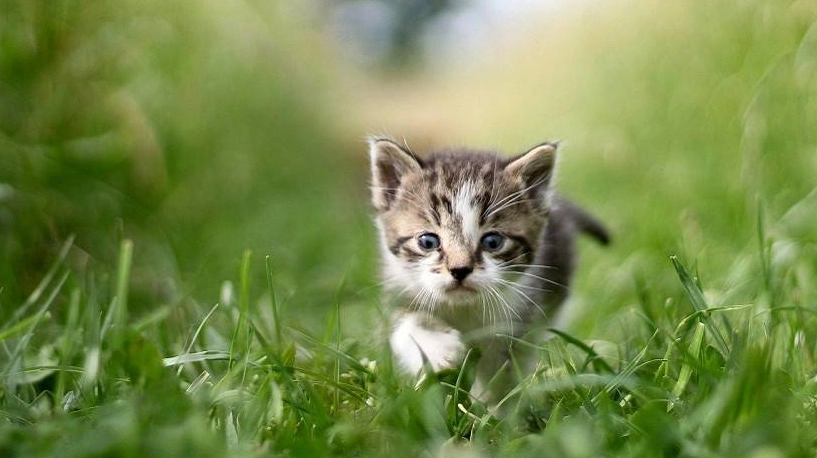 貓薄荷 安全 年齡