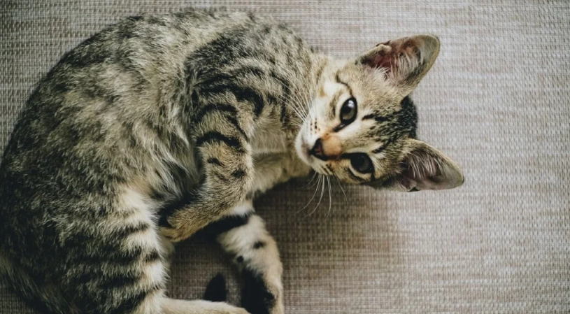 貓咪能活多久？影響壽命的關鍵因素與延長壽命的實用指南