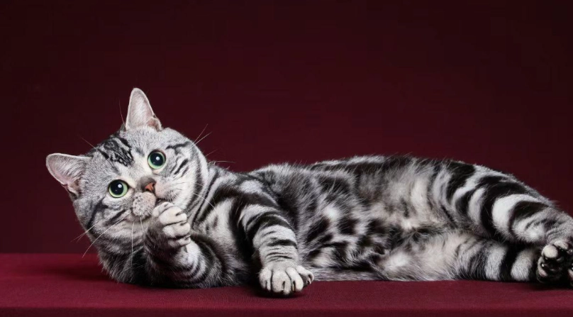 虎斑貓幼貓價格