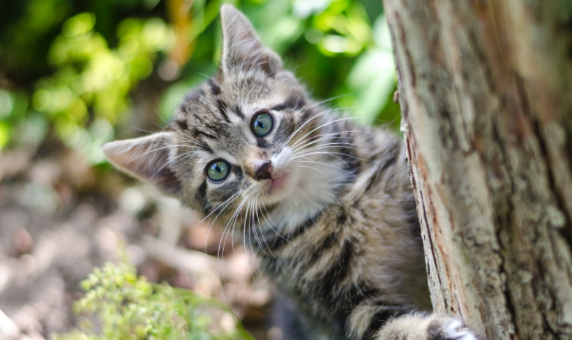 貓薄荷 安全 年齡