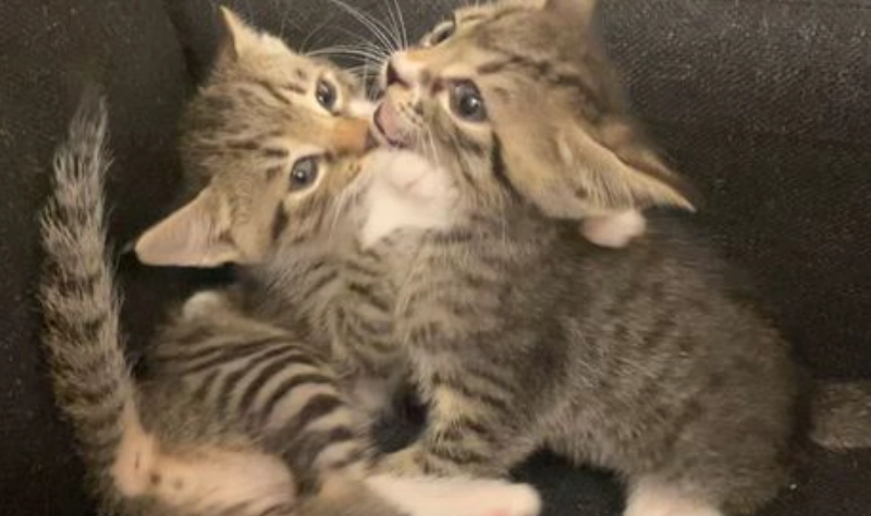 虎斑貓幼貓怎麼養