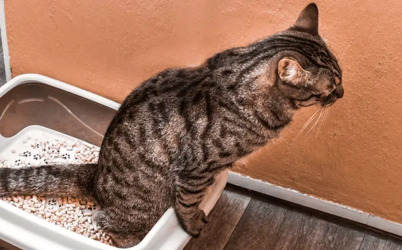 貓下泌尿道疾病