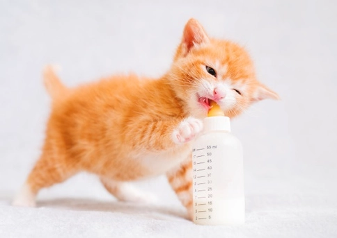 幼貓餵食頻率全攻略：從新生兒到成貓的科學餵養時間表