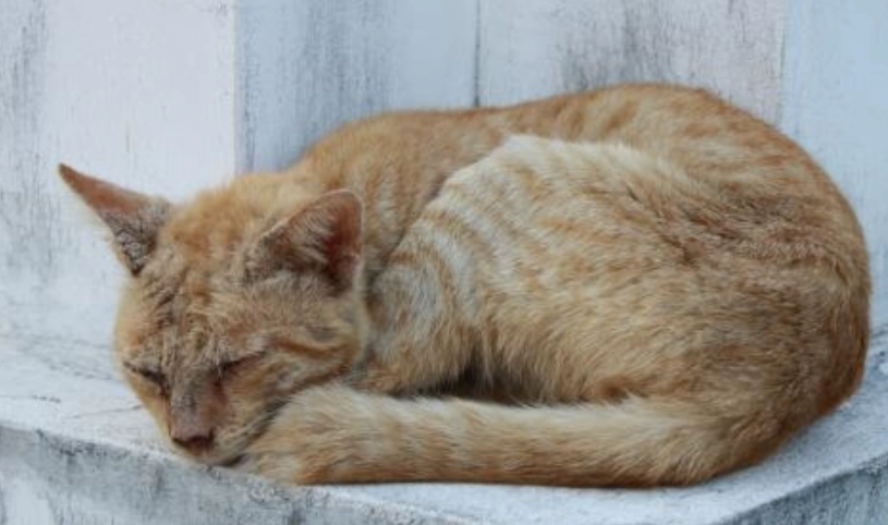 如何讓貓活更久