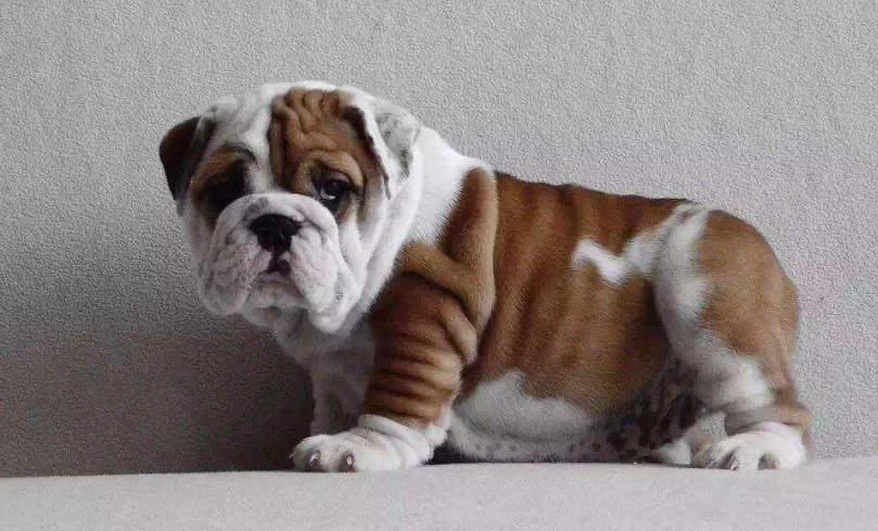 英國鬥牛犬優缺點