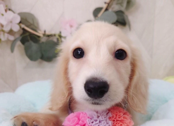 奶油臘腸 怎麼吃