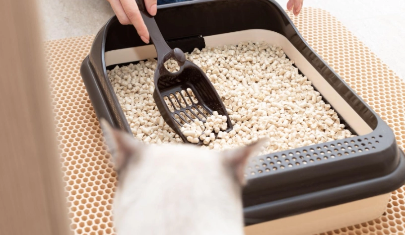 貓咪尿不出來原因