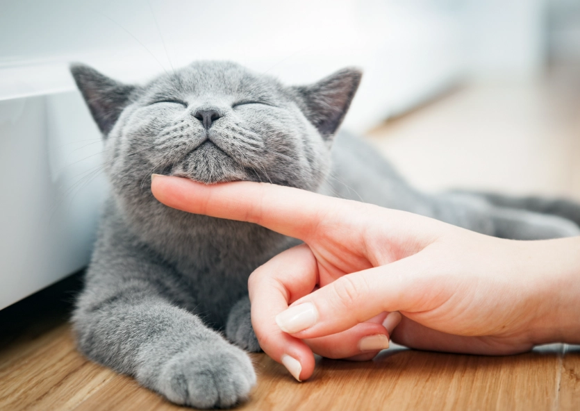 養貓新手入門攻略：從零開始的完整指南與常見錯誤解析