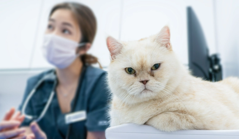 貓咪疫苗前禁食