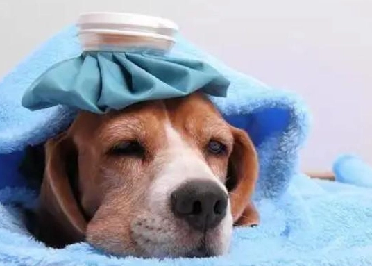 狗狗感冒會傳染給人嗎？獸醫詳解人犬共通疾病與預防關鍵