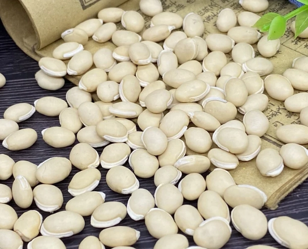 白扁豆不能和什麼一起吃