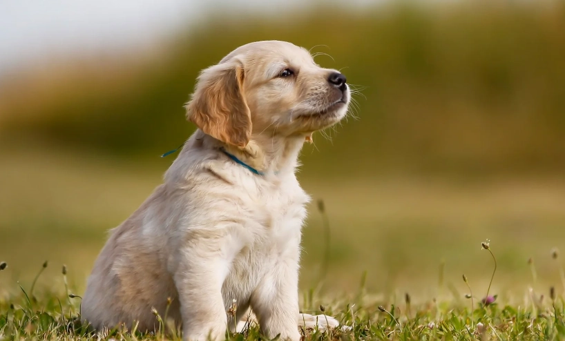 狗狗感冒居家護理