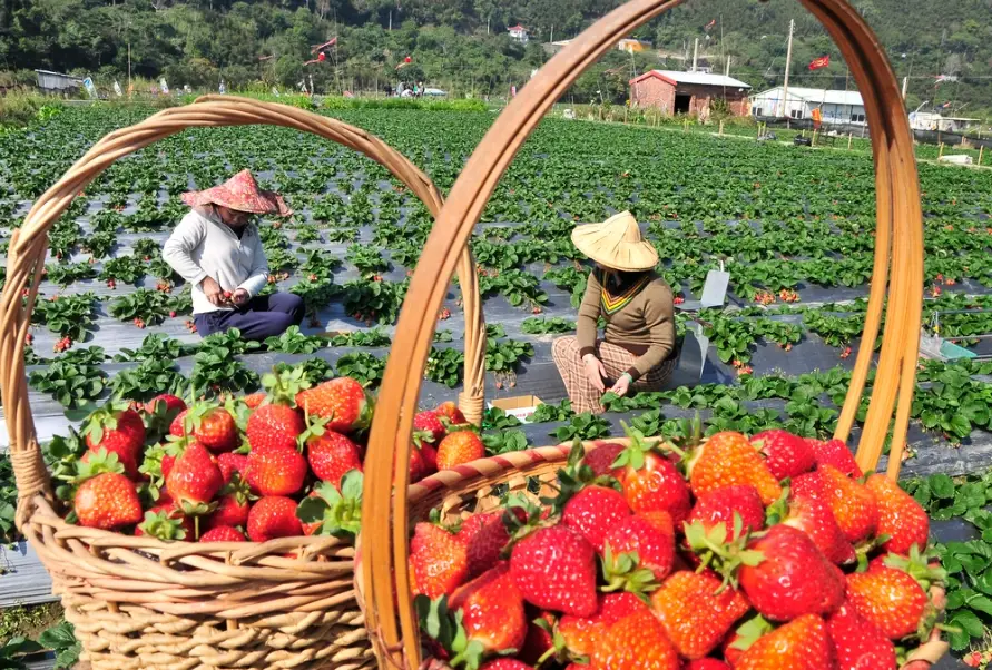 採草莓農場
