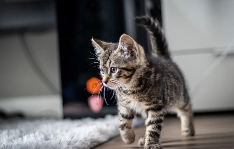 虎斑貓幼貓價格