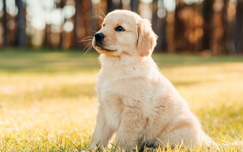 狗狗感冒居家護理