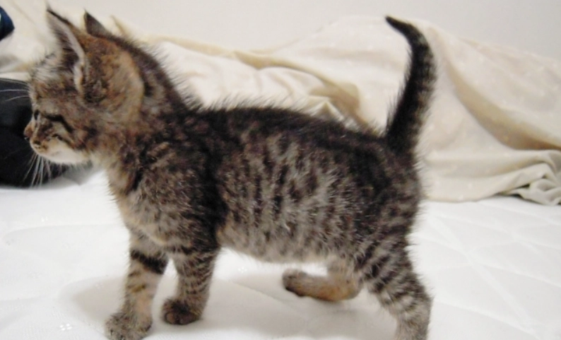 虎斑貓幼貓怎麼養