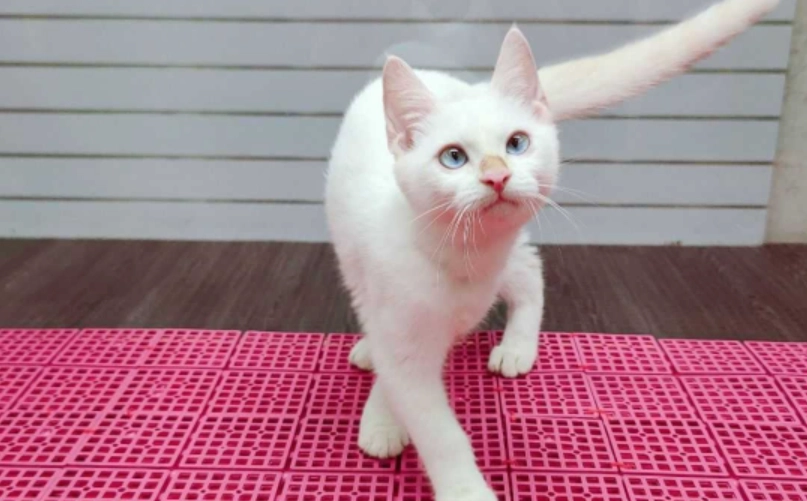 奶油暹羅貓全攻略：從品種特點到飼養秘訣，資深貓奴的真心話