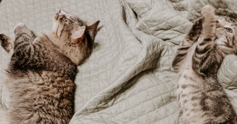 公貓結紮後行為改變