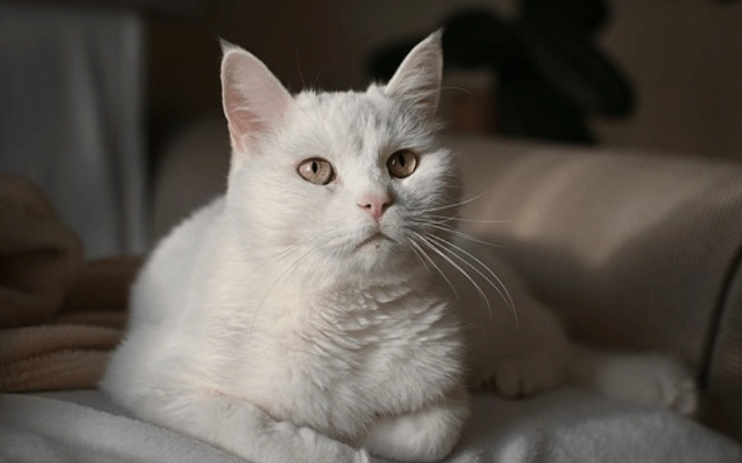 如何用聲音叫貓