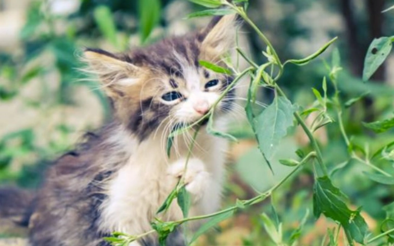 幼貓 玩具 選擇