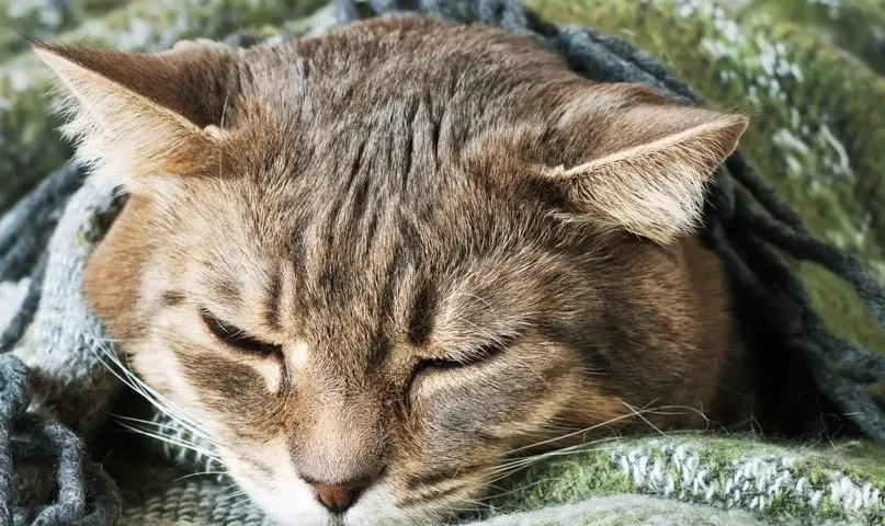 貓咪吐咖啡色怎麼辦？獸醫教你判斷原因與緊急處理步驟