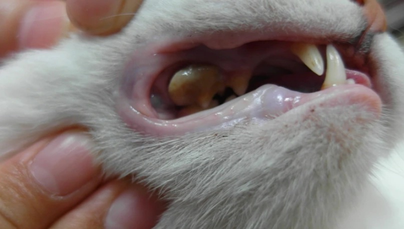 貓牙結石怎麼辦