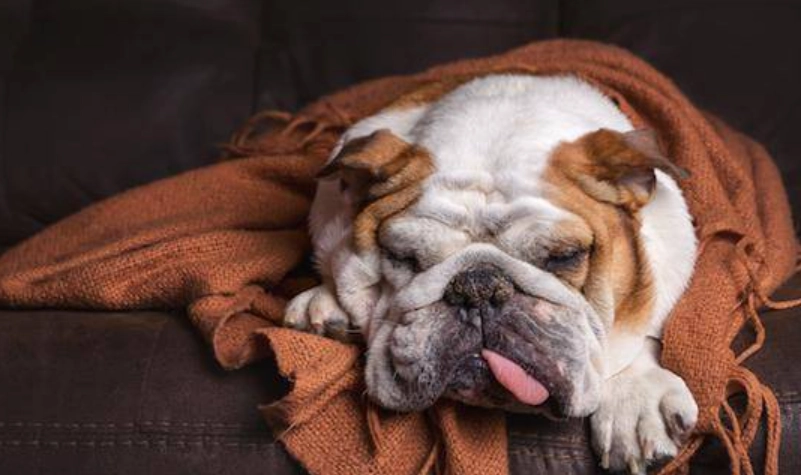 寵物流感預防 寵物流感預防