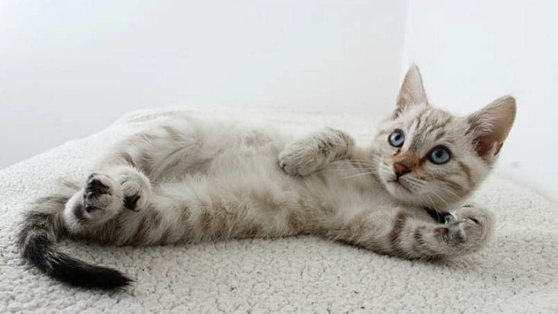 如何讓貓活更久