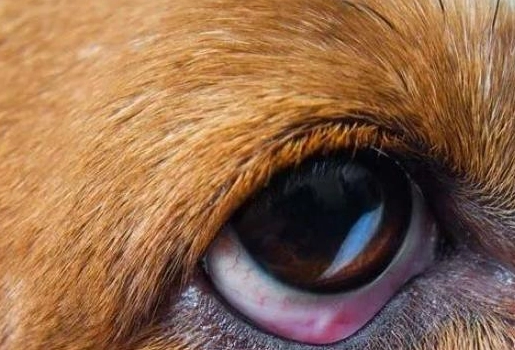 狗狗眼睛紅眼屎多：原因解析、處理步驟與預防指南