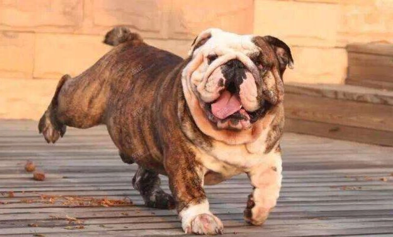 英國鬥牛犬照顧