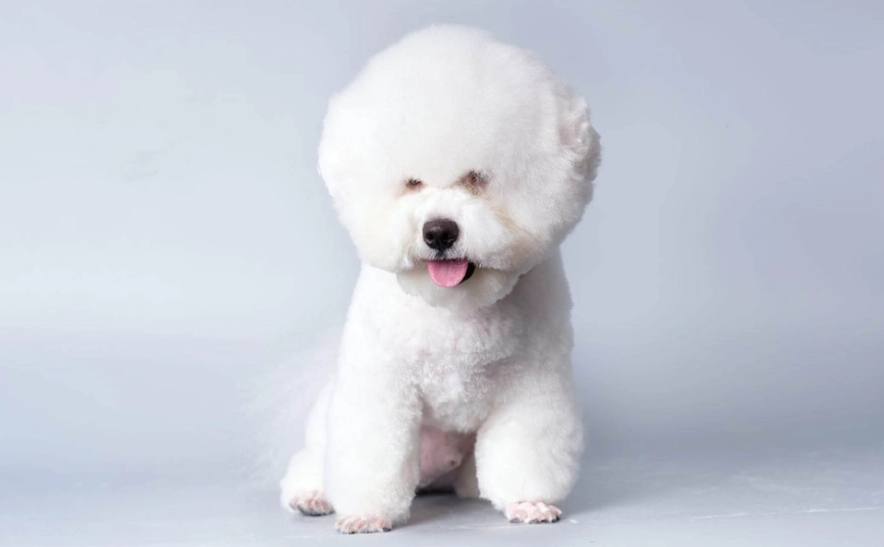 比熊犬智商排名全解析：聰明程度、訓練技巧與常見誤區