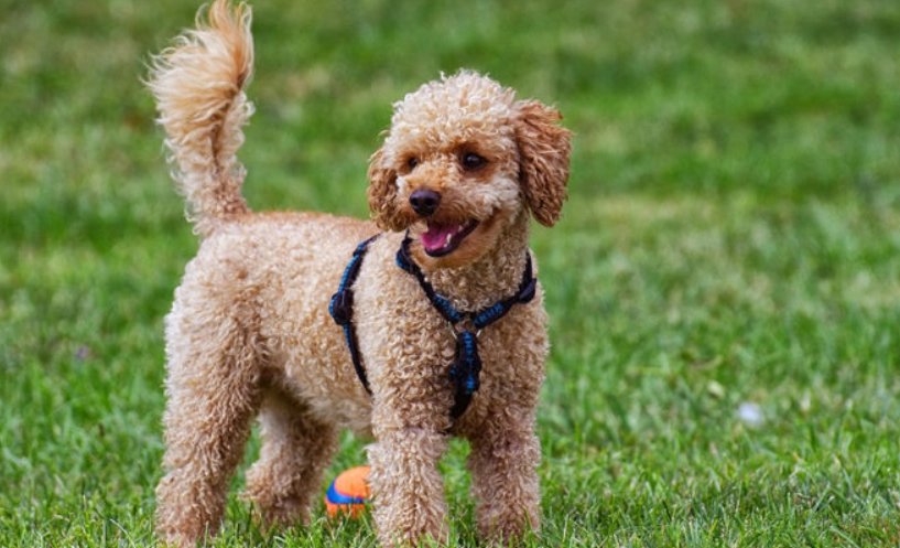 狗狗 水果 安全