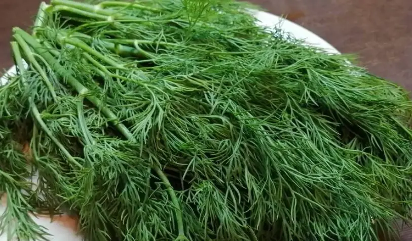 台北 茴香菜炒蛋 餐廳