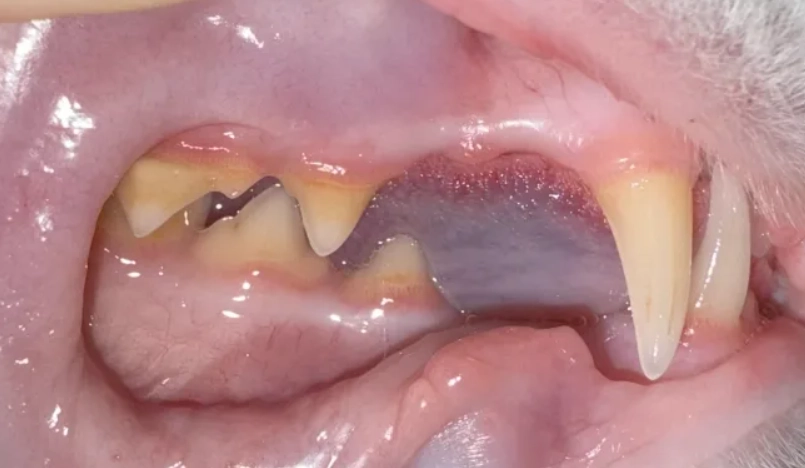老貓牙結石如何處理？獸醫教你3個居家清潔步驟與就醫指南