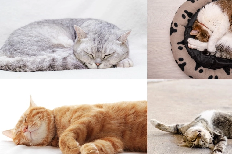 貓咪睡覺流口水原因