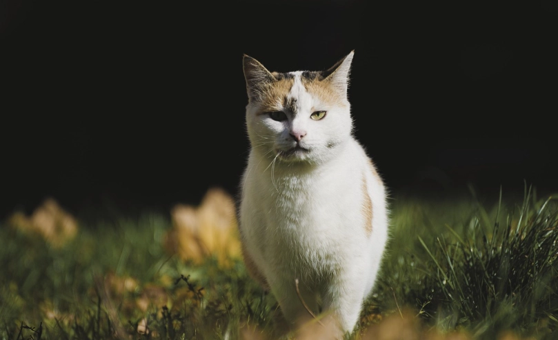 公貓結紮後行為與健康變化全解析：飼主必讀指南