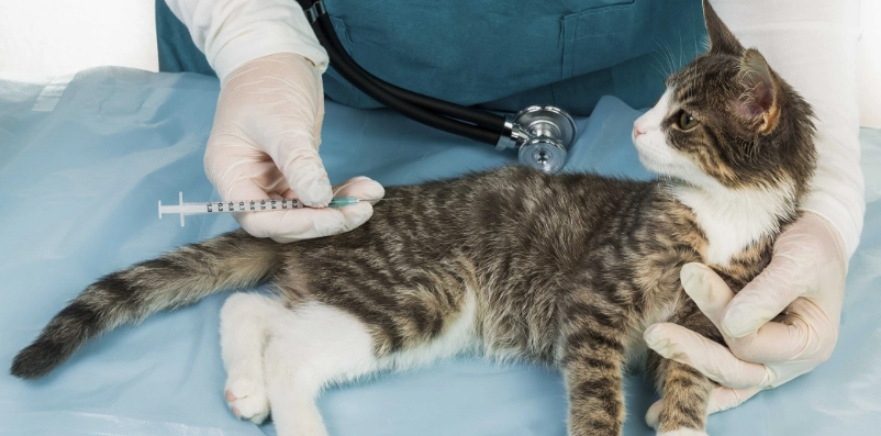 貓咪打疫苗前可以吃東西嗎？獸醫解答與完整術前準備指南
