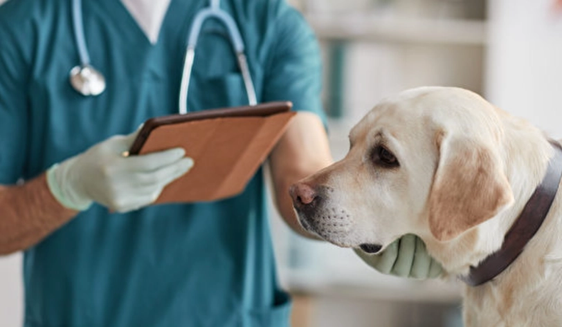 狗流感症狀 狗流感症狀