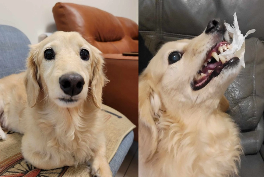 奶油臘腸缺點全面解析：風味、健康與烹飪的深度探討