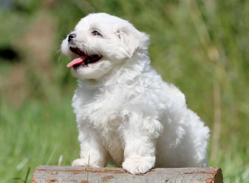 馬爾濟斯犬缺點 馬爾濟斯犬缺點