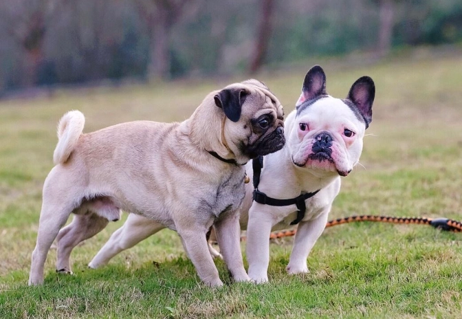 巴哥犬vs法國鬥牛犬終極指南：性格、健康與飼養成本深度比較