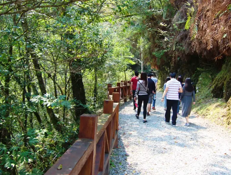 拉拉山巨木群步道