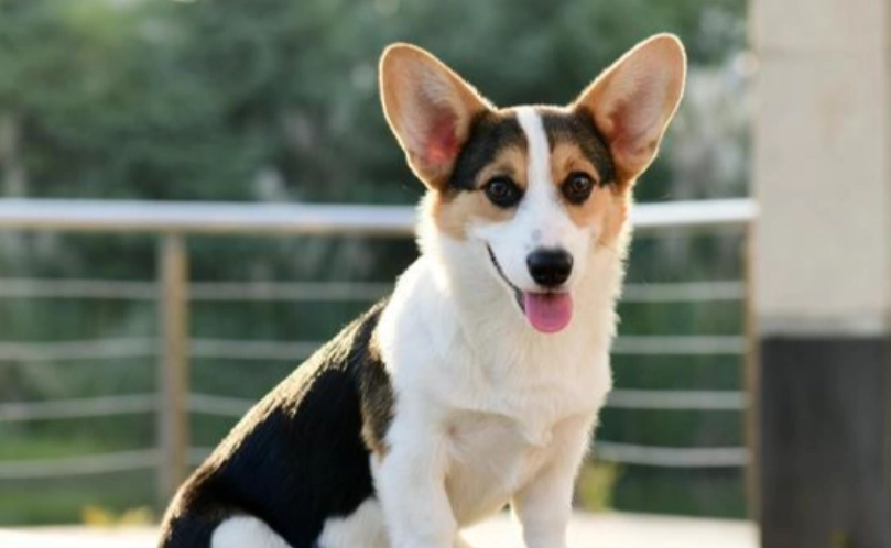 狗狗可以吃香瓜嗎？獸醫解析餵食技巧、禁忌與營養好處