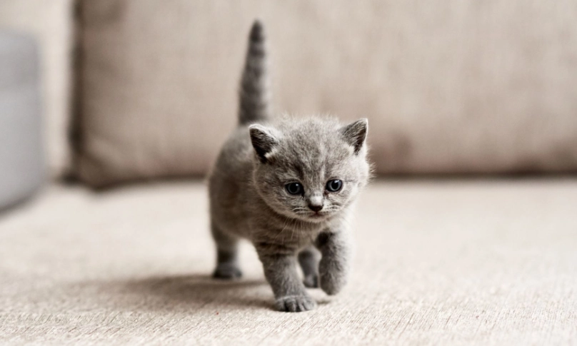 幼貓大便黑色是警訊嗎？獸醫詳解原因、處理與預防指南