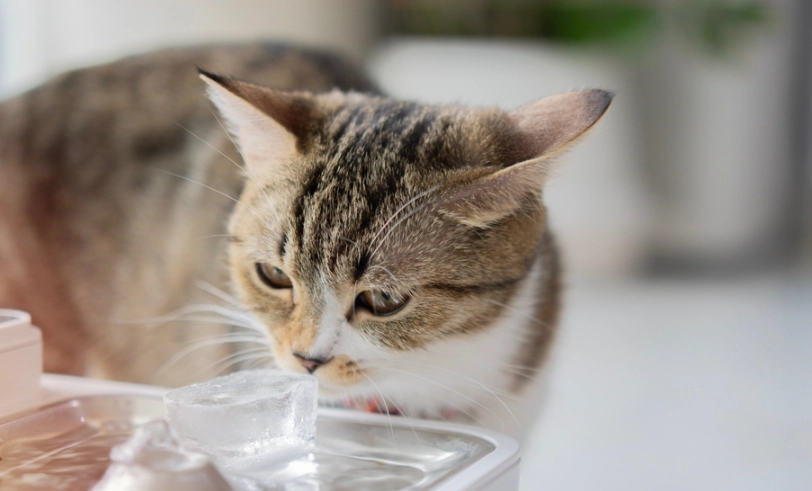 貓咪尿不出來原因